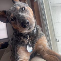 Dandy - Australian Cattle Dog