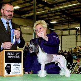 Chinese Crested and Mi-Ki Puppies from Elegant Tiny Paws
