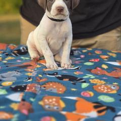Black collar male - Liver and white male Pointer puppy in New York from Bishop Kennels