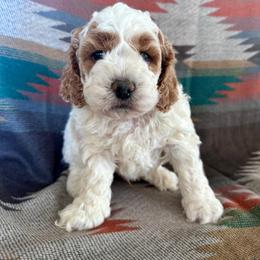 Casey - Buff and white male Cockapoo puppy in Lebanon, Missouri from Kaitlen's Doodle Pups