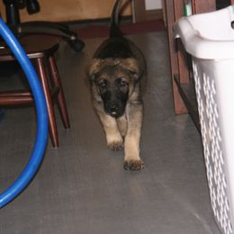 Shiloh Shepherd Puppies from Solace Shilohs