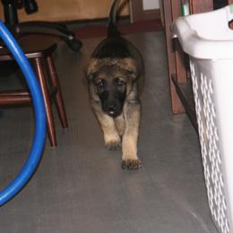 Shiloh Shepherd Puppies from Solace Shilohs
