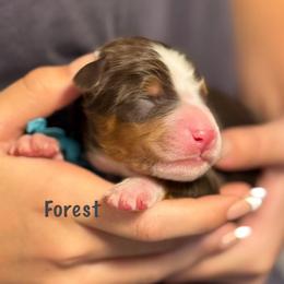 Forest - Tri-color male Bernedoodle puppy in Cortez, Colorado from Sassy Pants Pups