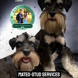 Mateo - Miniature Schnauzer