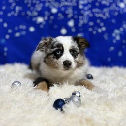 Miniature Australian Shepherd Puppies from Peace Creek Aussies