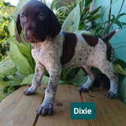 Dixie - Liver roan female German Shorthaired Pointer puppy in Elberta, Alabama from Old Orchard Farm