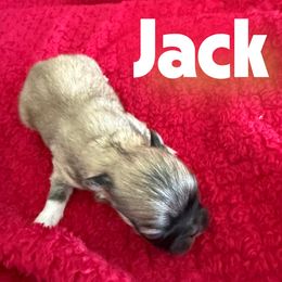 Jack - Fawn sable male Pekingese puppy in Mabank, Texas from Peke Lovers of Texas