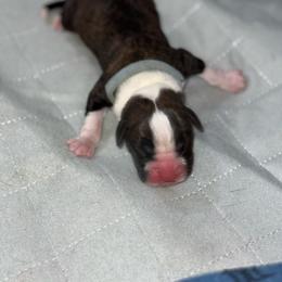 Light Blue Collar - Brindle male Boxer puppy in Merritt Island, Florida from Nate & Julia’s Boxers