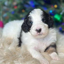 Rocker Steiner - Black tri-color male Aussiedoodle puppy in Lancaster, Minnesota from Finney Ranch