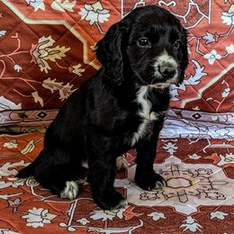 Fenloch Fortune - Black male English Cocker Spaniel puppy in Phillips, Nebraska from Fenloch Gundogs