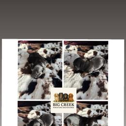 Clyde - Black and tan male Dachshund puppy in Durant, Oklahoma from Big Creek Mini Dachshund