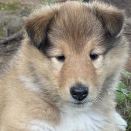 Ellie Mae - Sable and white female Collie puppy in Eads, Tennessee from Savoy Collies