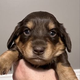 Brownie (AKC) - Chocolate and tan female Dachshund puppy in Miami, Florida from Maitime Dachshund