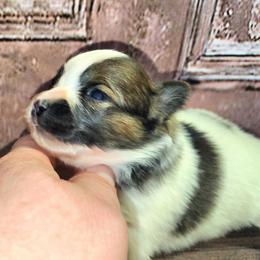 Noel - White female Companion Cross puppy in Davenport, Washington from Lovely Ladies and Little Asses Miniature Equines (L3A Pomeranians & Papillons)