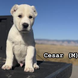 Cesar - White male Central Asian Shepherd Dog puppy in Island City, Oregon from Alabaivalley