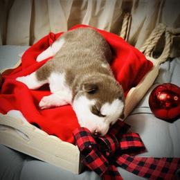 Phoenix (nix) - Red and white male Siberian Husky puppy in Atlanta, Georgia from Lobban Huskies