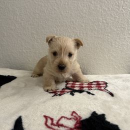 Scottish Terrier Puppies from Santas Scotties