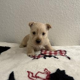 Scottish Terrier Puppies from Santas Scotties