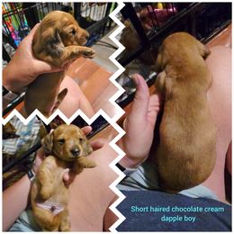 Red hidden dapple - Dapple male Dachshund puppy in Vernonia, Oregon from Living Hope Dobies and Doxies