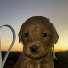 Boy 2 - male Goldendoodle puppy in Jurupa Valley, California from gucci_bentleys_goldendoodles