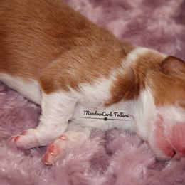 Nova Scotia Duck Tolling Retriever Puppies from Meadowlark Tollers