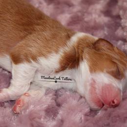 Nova Scotia Duck Tolling Retriever Puppies from Meadowlark Tollers