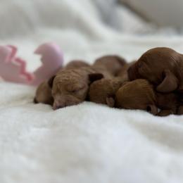 Girl 2 - Red  female Goldendoodle puppy in Shingle Springs, California from Creamy Retrievers
