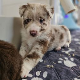 Red merle male - Red merle male Australian Shepherd puppy in Montrose, Iowa from A-J Farms Iowa