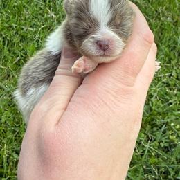 Nani - Lavender female Pomeranian puppy in Newark, Ohio from Keeperofstars Pomeranians