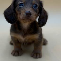 Dachshund puppies from Desert Dynasty