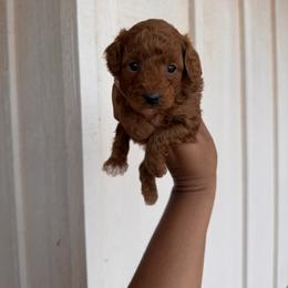 Luke - Red  male Poodle puppy in Okc, Oklahoma from Diva’s Designer Dogs