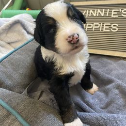 Bernedoodle Puppies from Russell Ranch Bernedoodles