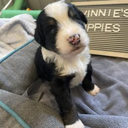 Bernedoodle Puppies from Russell Ranch Bernedoodles