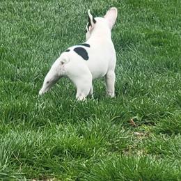 French Bulldog Puppies from Absolute Frenchie Connection