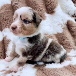 Teal collar - Red merle female Aussiedoodle puppy in 32046, Florida from River Hill Ranch
