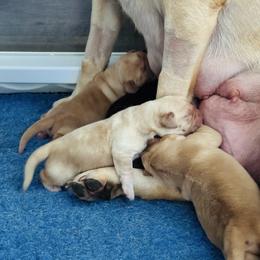 Sunshine - Yellow female Labrador Retriever puppy in Penn Valley, California from Pleasant Valley Creekside Ranch, LLC