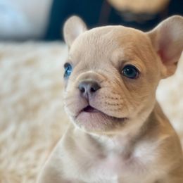 Boy 4 - Fawn French Bulldog puppy in Gardnerville, Nevada from Our House French Bulldogs