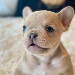 Boy 4 - Fawn French Bulldog puppy in Gardnerville, Nevada from Our House French Bulldogs
