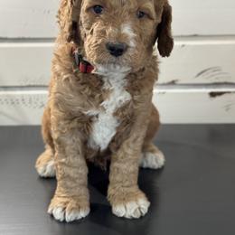 Double Doodle and Goldendoodle Puppies from Red White and Doodle