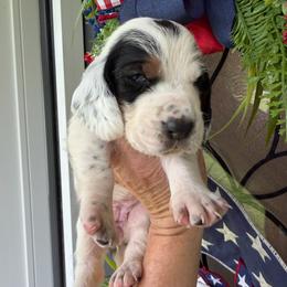 Female 3 - Black brown and white female Basset Hound puppy in Manchester, Tennessee from Middle TN Leopard Catahoulas and Middle TN Bassett Hounds