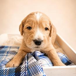 Paddington Bear - Apricot male Goldendoodle puppy in Rocky Point, North Carolina from CelticDoods