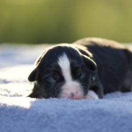 Btf2 - Black tri female Miniature American Shepherd puppy in Stephenville, Texas from Diamond H Aussies