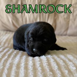 Shamrock - Black male Labrador Retriever puppy in Water Valley, Mississippi from Three Lakes Labs & WHDs