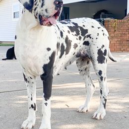 Dachshund and Great Dane Puppies from Bellator Danes & Mini Dachshunds