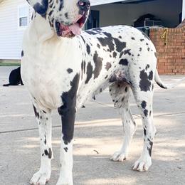 Dachshund and Great Dane Puppies from Bellator Danes & Mini Dachshunds