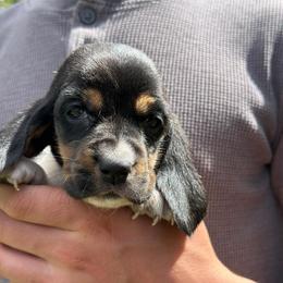 Female 2 - Black brown and white female Basset Hound puppy in Lindley, New York from Hill Top Basset Hounds & Cane Corso