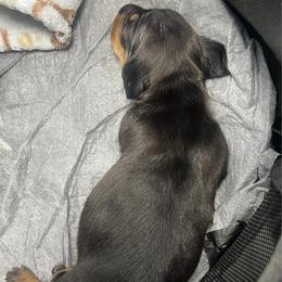 Mr. Black.  AKC - Black and tan male Dachshund puppy in Miami, Florida from Maitime Dachshund