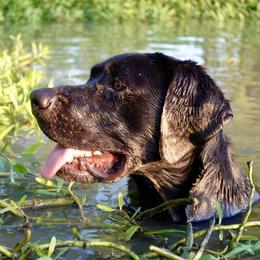 Labrador Retrievers from Slater Kennels