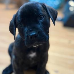 Orange-Yellow Collar - Brindle male Boerboel puppy in Wasilla, Alaska from Northland Boerboels