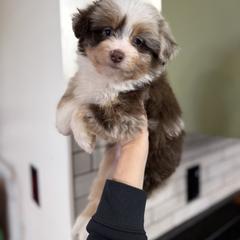 Kenya - female Australian Mountain Doodle puppy in Inola, Oklahoma from Blue Stem Companions